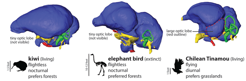 Optic lobes, compared